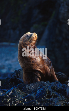 Steller Sea Lions @ Unalaska Island Southwest Alaska Summer Stock Photo