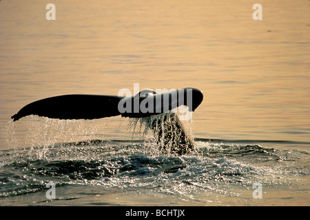 Humpback Tail @ Sunset Lynn Canal SE Alaska Summer Stock Photo