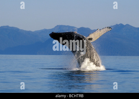 Humpback Whale Breaching in Inside Passage SE AK Summer Stock Photo