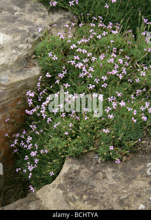 An Alpine Pink, Dianthus anatolicus var alpinus, Caryophyllaceae. Turkey Stock Photo