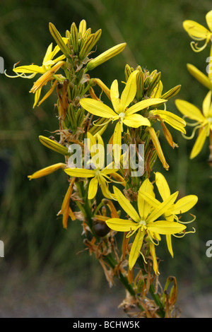 Yellow Asphodel, King's Spear or Jacob's Rod, Asphodelus lutea, Asphodelaceae, aka Asphodeline lutea, South East Europe, Israel Stock Photo