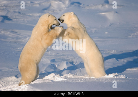 Polar bears wrestling and play fighting at  Churchill, Manitoba, Canada. Stock Photo