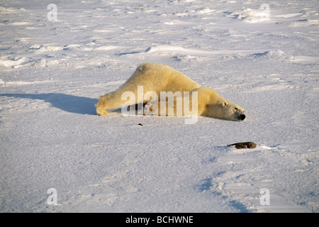Polar Bear Lying on Snow Churchill Manitoba Canada Tundra Adult Stock Photo
