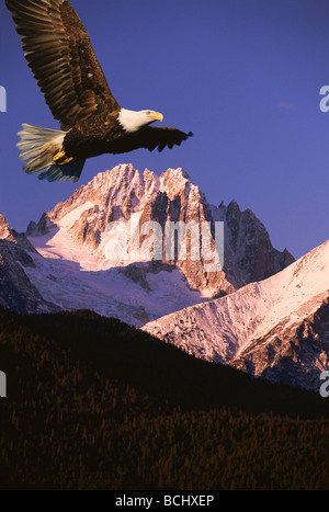 Bald Eagle flying above the mountains at the other side of Katchemak ...