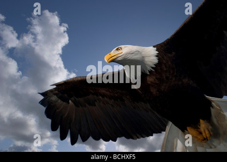 Bald Eagle in Flight Tongass NF SE AK Composite Stock Photo