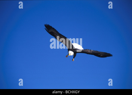 Bald Eagle in Flight Homer Spit Kenai Peninsula Alaska Stock Photo