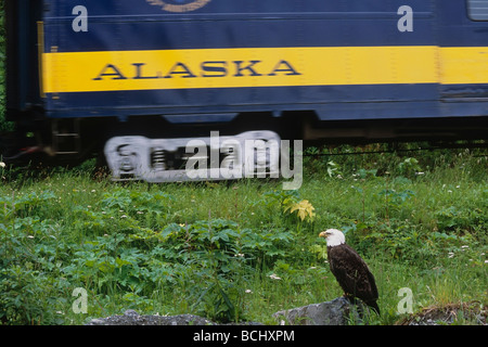 Bald Eagle perched on a rock watches a passing train during Summer in Southcentral Alaska. Stock Photo