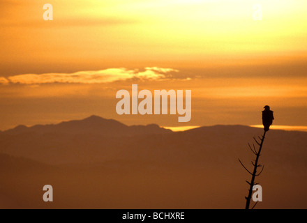 A silhouette of a Bald Eagle at sunset perched  on a spruce tree snag with the Kenai Mountains in the background, Alaska Stock Photo