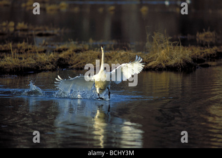 Trumpeter swan on wetlands lake Southcentral Alaska