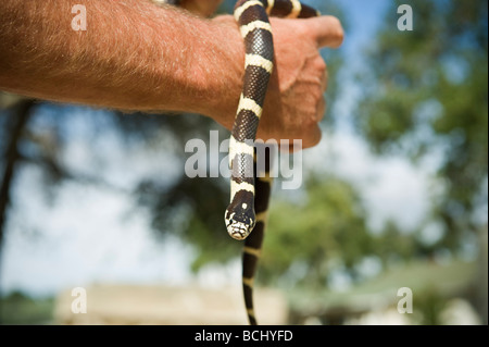 Man holds California King Snake - Lampropeltis getula californiae Stock Photo