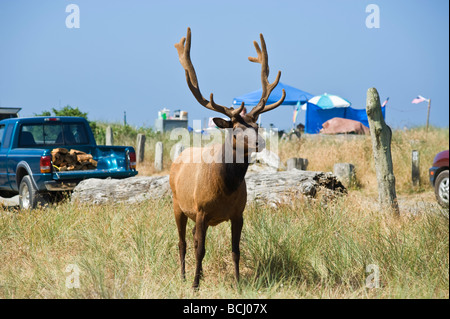 Roosevelt elk - Cervus canadensis roosevelti - in campground at Gold Bluffs Beach, Prairie Creek Redwoods state park, California Stock Photo