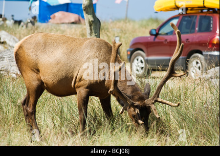 Roosevelt elk - Cervus canadensis roosevelti - in campground at Gold Bluffs Beach, Prairie Creek Redwoods state park, California Stock Photo