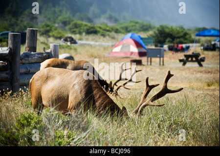 Roosevelt elk - Cervus canadensis roosevelti - in campground at Gold Bluffs Beach, Prairie Creek Redwoods state park, California Stock Photo