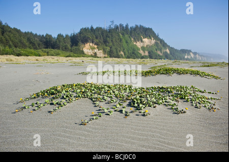 USA, California, Prairie Creek Redwoods State Park, Spring growth of ...