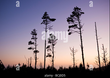 Silhouette of trees against sunset, Salt Point state park, Sonoma county, California Stock Photo