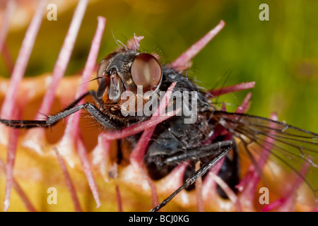 Fly caught in Venus Fly-trap, Dionaea muscipula Stock Photo