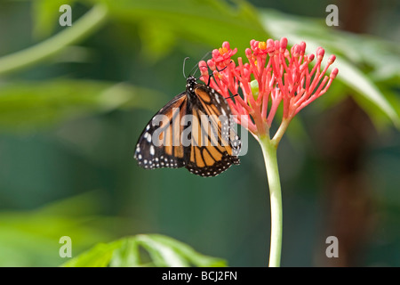 Monarch Butterfly Danaus plexippus on a flower Stock Photo