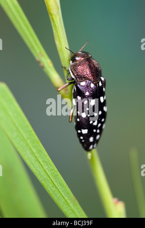 Australian jewel beetle Stock Photo - Alamy