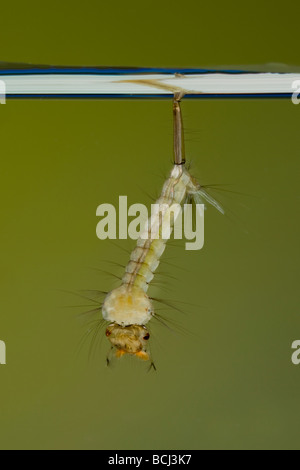 Larva of Common Mosquito Culex pipiens X3 Stock Photo
