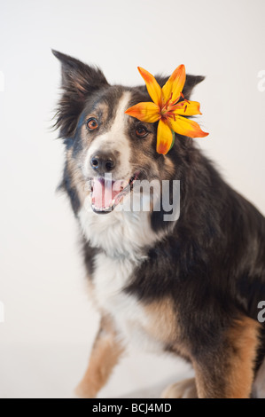 Tri-colored Border Collie with orange and yellow Tiger Lily in hair isolated on white smiling at the camera Stock Photo