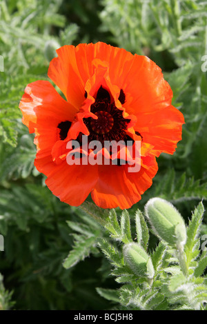 Oriental Poppy, Papaver orientale, Papaveraceae, Turkey and North Africa Stock Photo