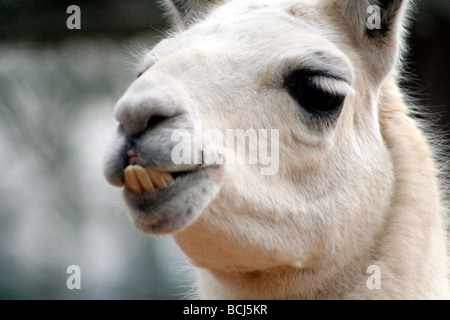Llama, London Zoo Stock Photo