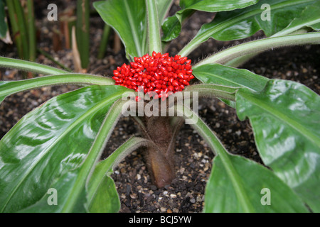 Palisota barteri, Commelinaceae, Cameroon, Africa.  Aka Palisola barteri. Stock Photo