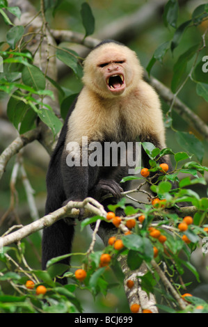 Stock photo of a capuchin monkey sitting in a fig tree, Osa Peninsula, Costa Rica, 2006. Stock Photo