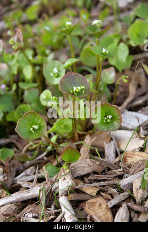 Miner's Lettuce, Winter Purslane, Spring Beauty or Indian Lettuce, Claytonia perfoliata syn Montia perfoliata, Portulacaceae