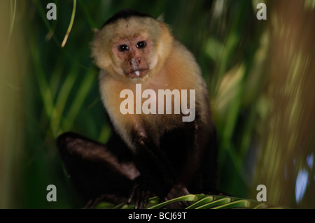 Stock photo of a capuchin monkey sitting in a palm tree, Osa Peninsula, Costa Rica, 2006. Stock Photo