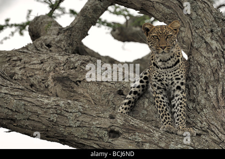 Stock photo of a leopard resting in a large acacia tree, Ndutu, Ngorongoro Conservation Area, Tanzania, February 2009. Stock Photo