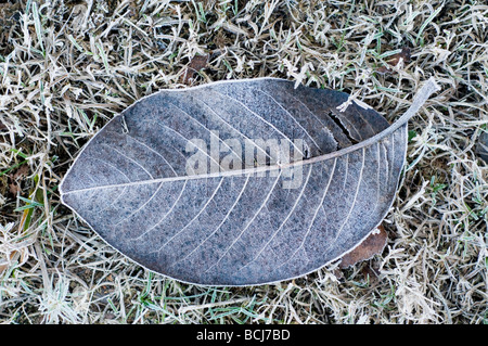 frozen leaves on garden lawn Stock Photo