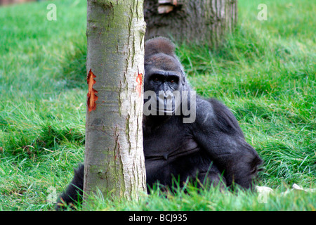 Gorilla, London Zoo Stock Photo