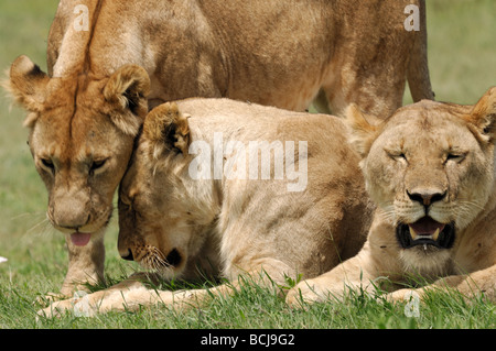 Stock photo of young male lions greeting eachother, Serengeti National Park, Tanzania, February 2009. Stock Photo