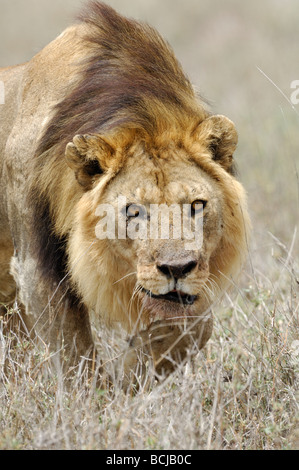 Stock photo of a large male lion walking through the dry grass, Ndutu, Tanzania, February 2009. Stock Photo
