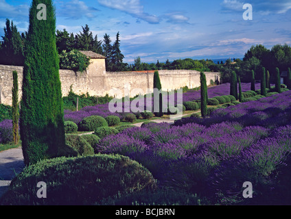 The gardens of the Monastery of St-Paul-de-Mausole in St. Remy de Provence painted by Vincent Van Gogh with flowering lavender Stock Photo