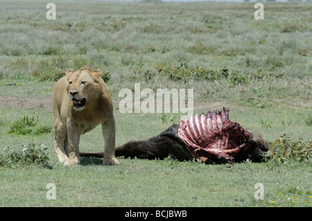 Stock photo of a young male lion standing next to a wildebeest carcass, Serengeti National Park, Tanzania, February 2009. Stock Photo