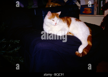 Sleepy Cat Ginger & White Tom Stock Photo