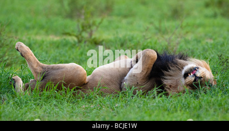lion sleeping Stock Photo