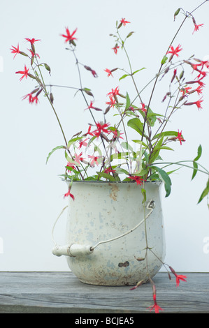 Silene virginica or fire pink wild flowers in an antique pot isolated on white Stock Photo