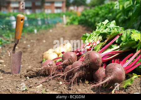 freshly dug organic vegetables from allotment Stock Photo