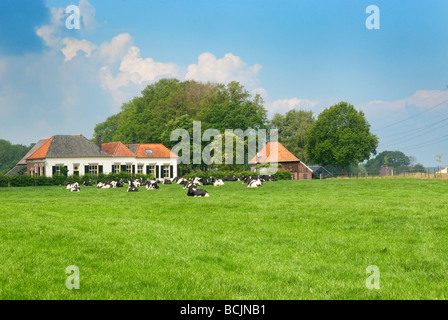 Herd of black and white cows lying in a lush green grass field in front of a typical Dutch farm house Stock Photo