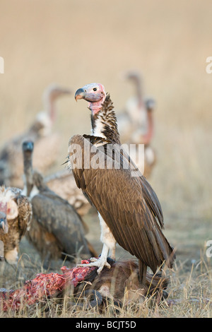 King vulture on a carcass Stock Photo