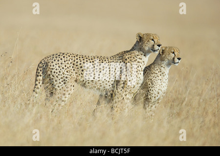 Two cheetahs in the grass Stock Photo