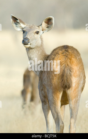 Wild sambar deer Stock Photo