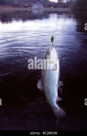 Trout on the fishing line - Brevard, North Carolina, USA Stock Photo