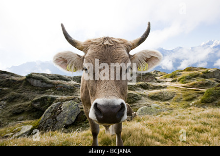 Cow in a swiss field Stock Photo