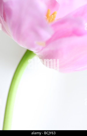 lilac perfection tulip portrait free flowing and ethereal Jane Ann Butler Photography  JABP391 Stock Photo