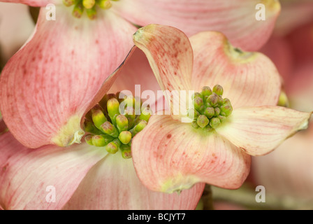 pink dogwood on tree branch in early Spring blooming beautifully Stock Photo
