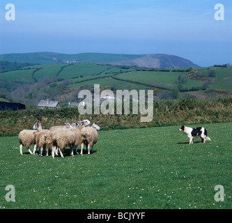 Welsh collie sheepdog facing blue faced Leicester rams on short hill pasture Devon Stock Photo